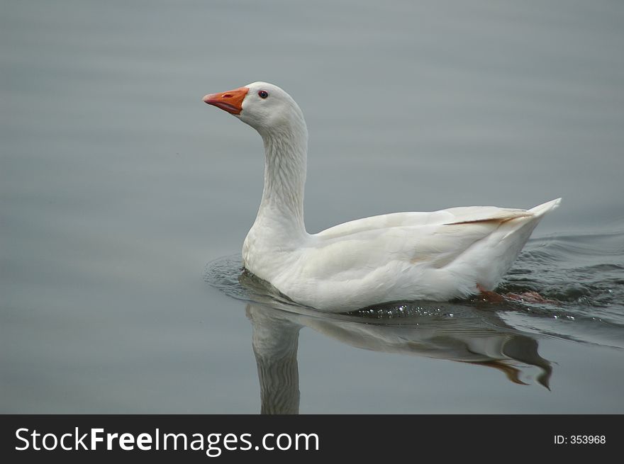 Duck taking a nice stroll across the water. Duck taking a nice stroll across the water.