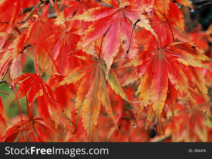 Golden red autumn leaves. Golden red autumn leaves