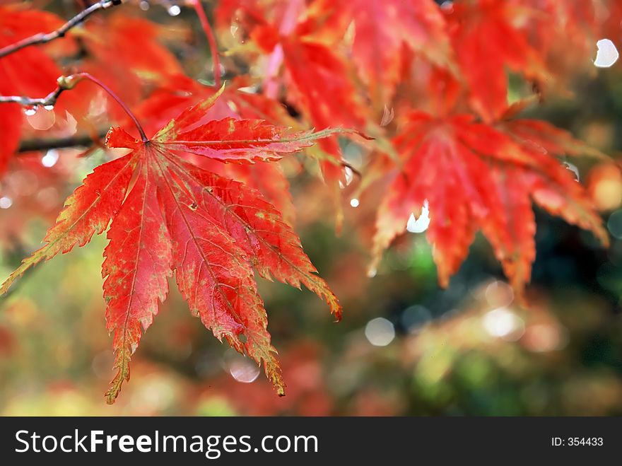 Golden red autumn leaves. Golden red autumn leaves