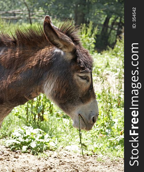 Donkey in Alps mountain, Italy