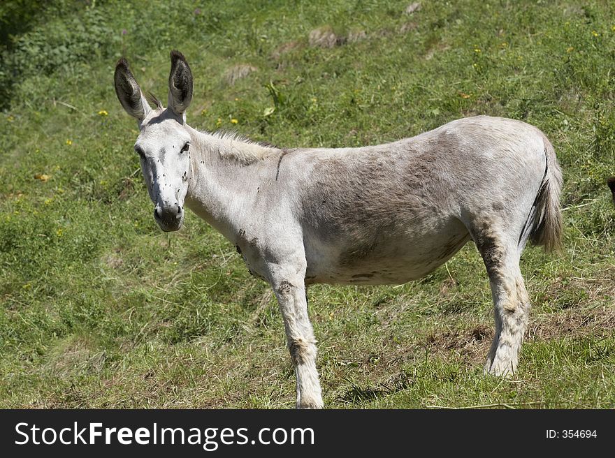 White donkey in Alps mountains, Italy