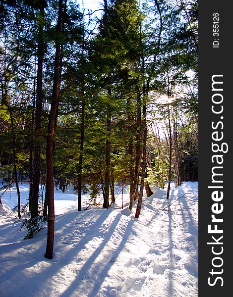 Pine trees in winter. Pine trees in winter