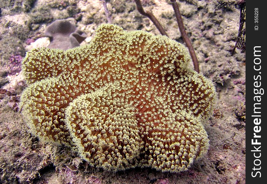 Coral species. Coral species