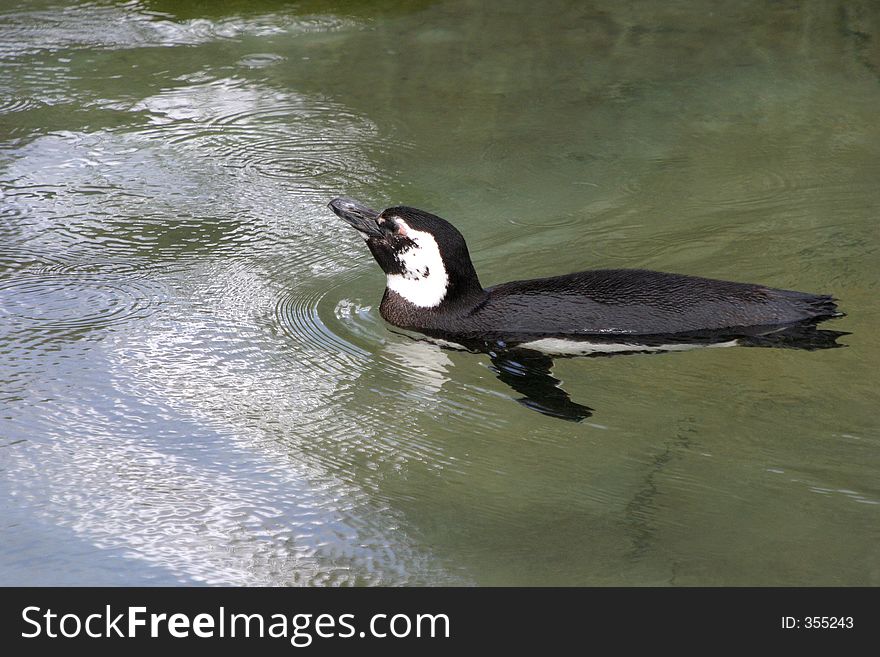 A penguin swims through clear water. A penguin swims through clear water.