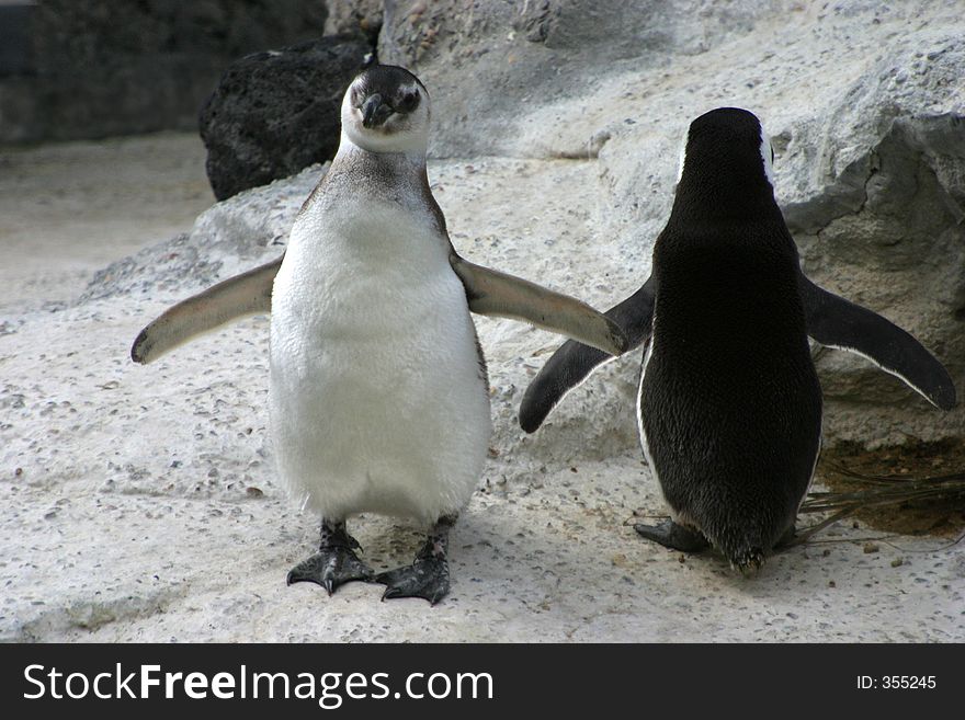 Two penguins with their backs to each other, look as though they've exchanged words. Two penguins with their backs to each other, look as though they've exchanged words.