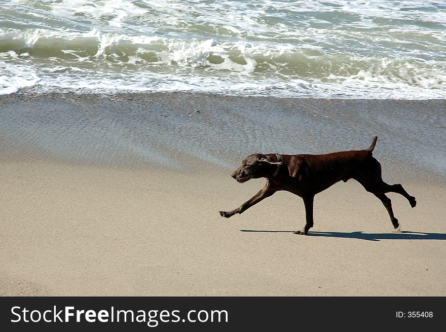 Brown dog running on the beach. Brown dog running on the beach