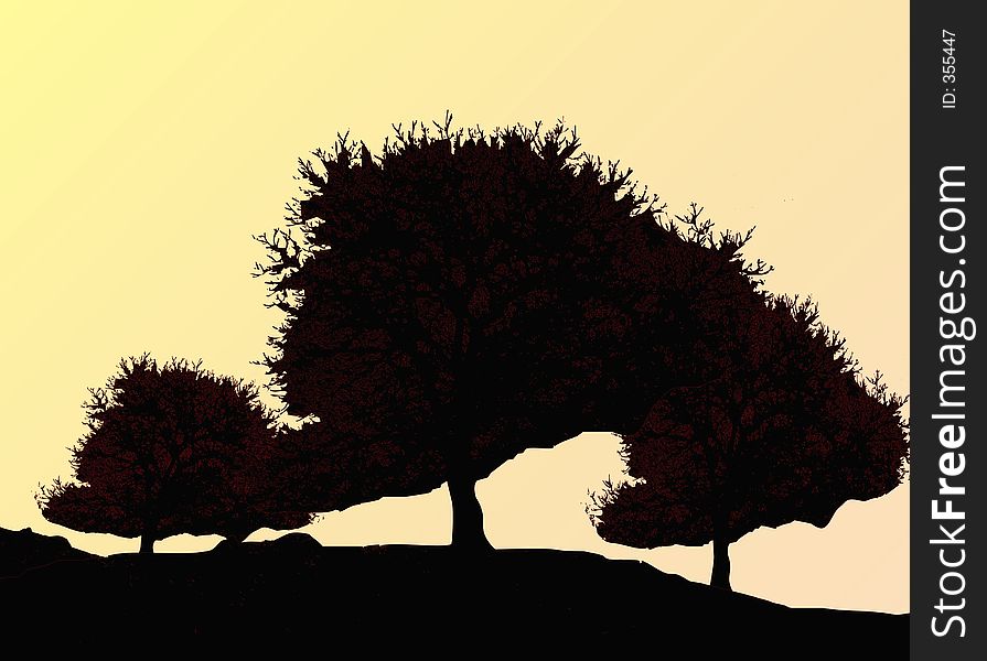 Silhouette of oak tree