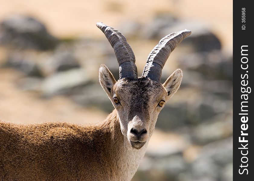 Spanish mountain goat.