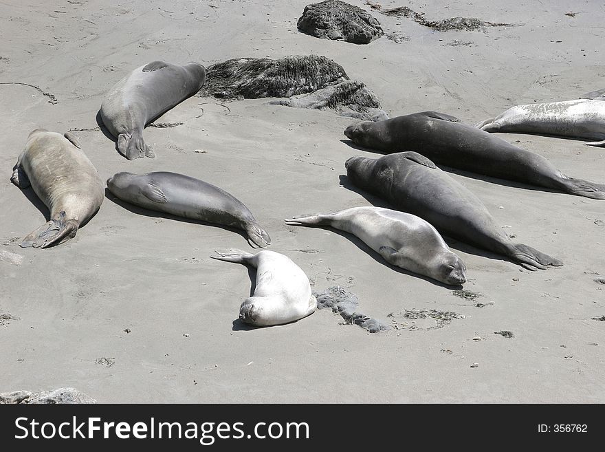 A group of harbor seals rest after a long day of fishing. A group of harbor seals rest after a long day of fishing.