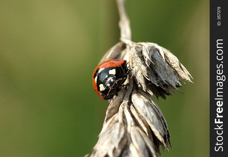 A ladybird in a leaf. A ladybird in a leaf