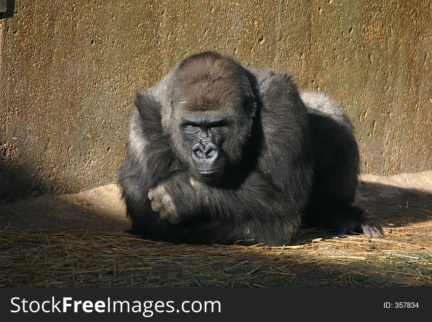 A Gorilla who is not exactly the sort who wants to pose for the camera. A Gorilla who is not exactly the sort who wants to pose for the camera.