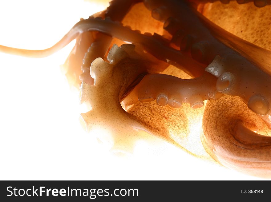 Macro of back-lit octopus tentacles in a dramatic composition. Macro of back-lit octopus tentacles in a dramatic composition