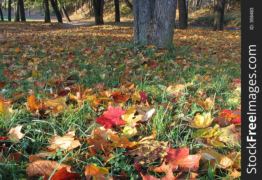 Fallen maple leafs. Fallen maple leafs
