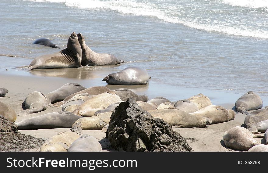 Two seals get up-close and personal. Two seals get up-close and personal.