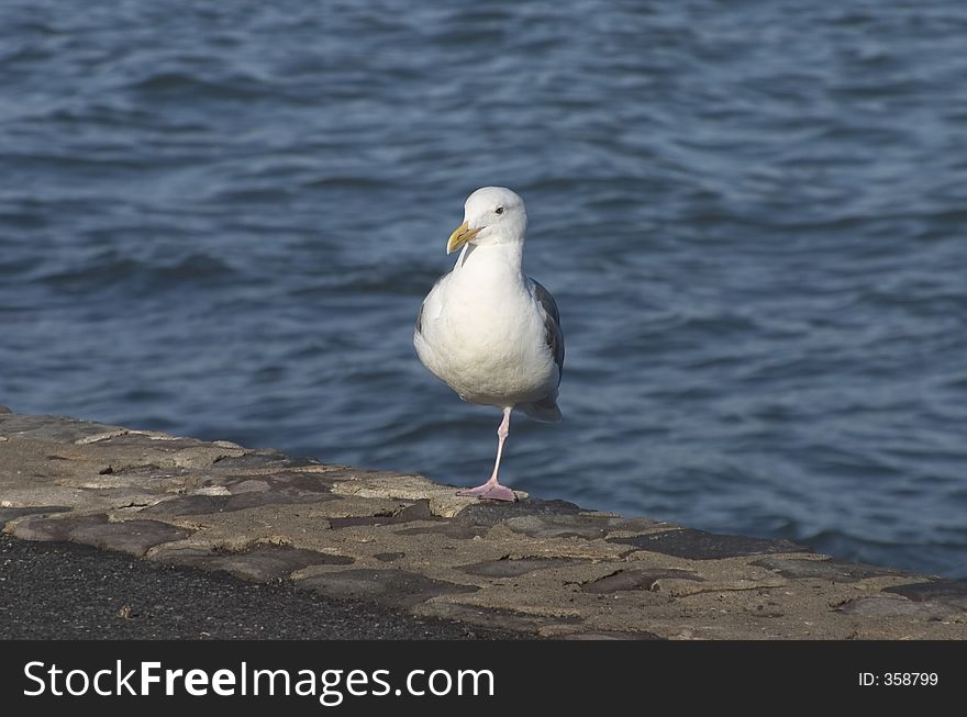 A seagull takes a break on a seawall at the waters edge.