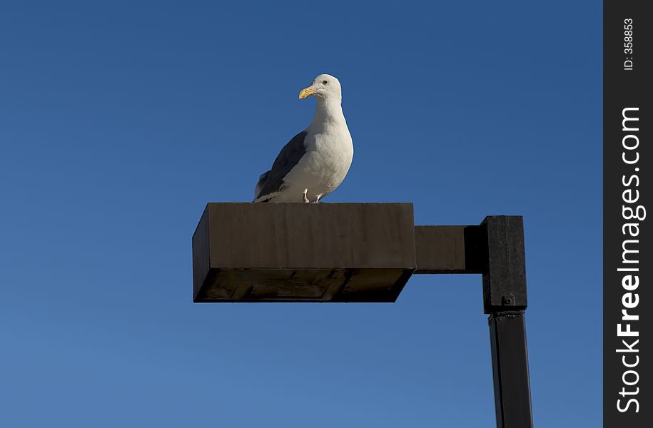 Seagull on a Lamppost