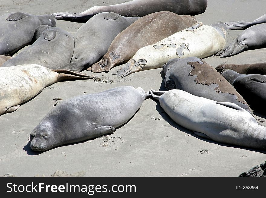 A group of harbor seals rest after a long day of fishing. A group of harbor seals rest after a long day of fishing.