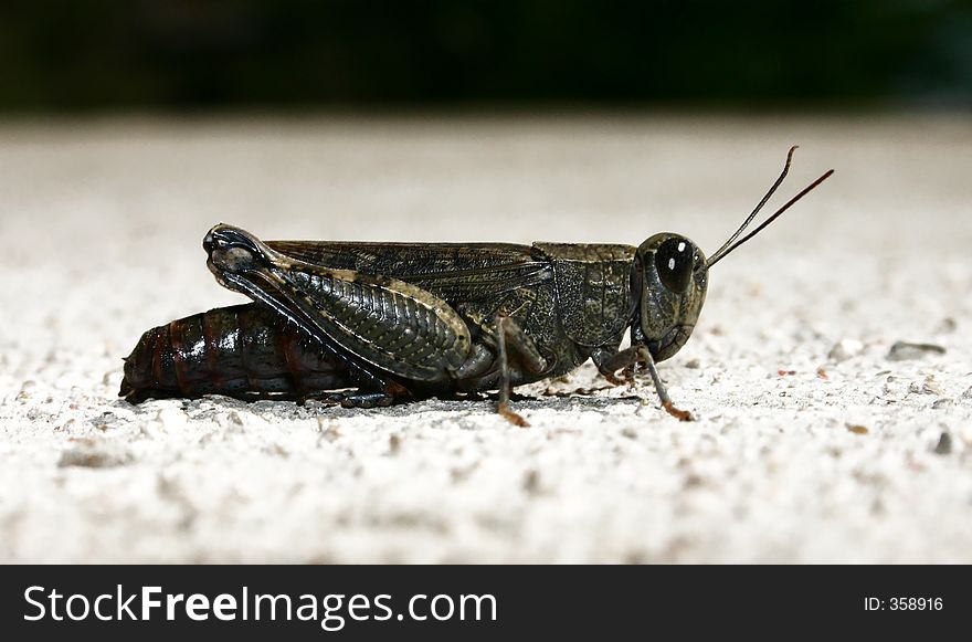 Grasshopper on a wall