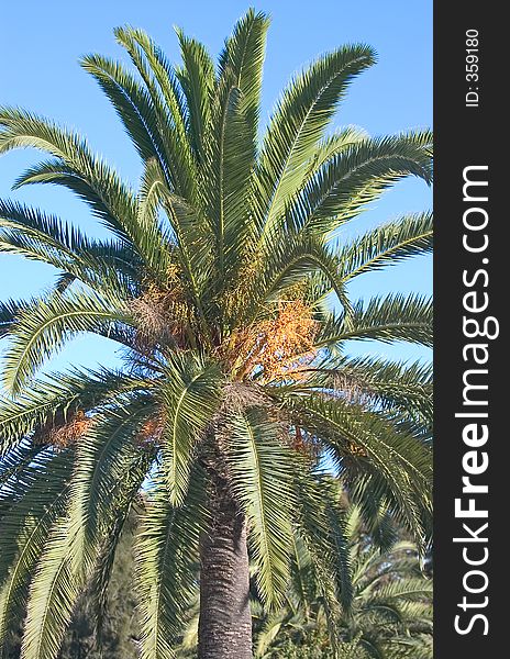 Palmtree with fruit