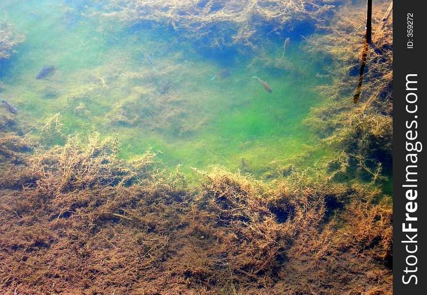 Picture of a pond with fish