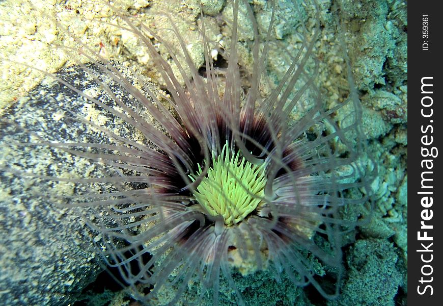 This tube anemone has a very bright green center. This tube anemone has a very bright green center