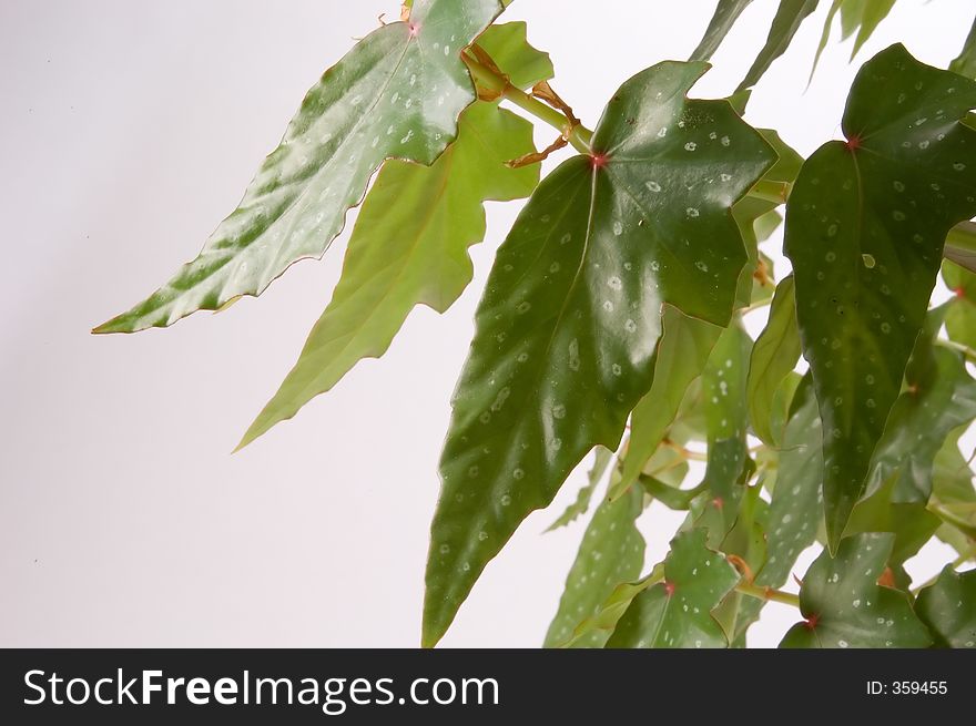 A view of the leaves of an Angel Wing Begonia. A view of the leaves of an Angel Wing Begonia