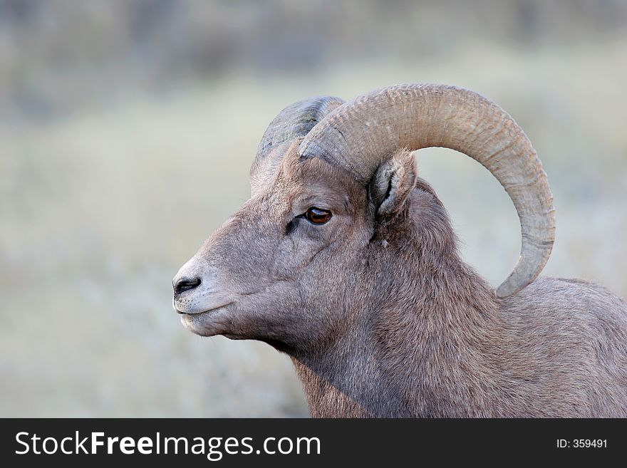 Bighorn sheep in its natural environment