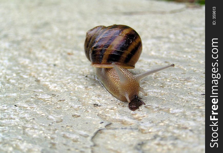Snail on wet background
