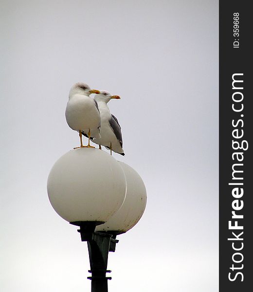 Two seagulls on light bulb