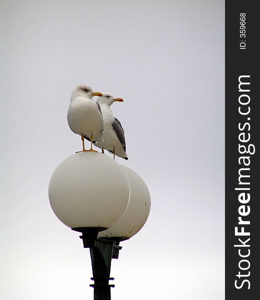 Two Seagulls