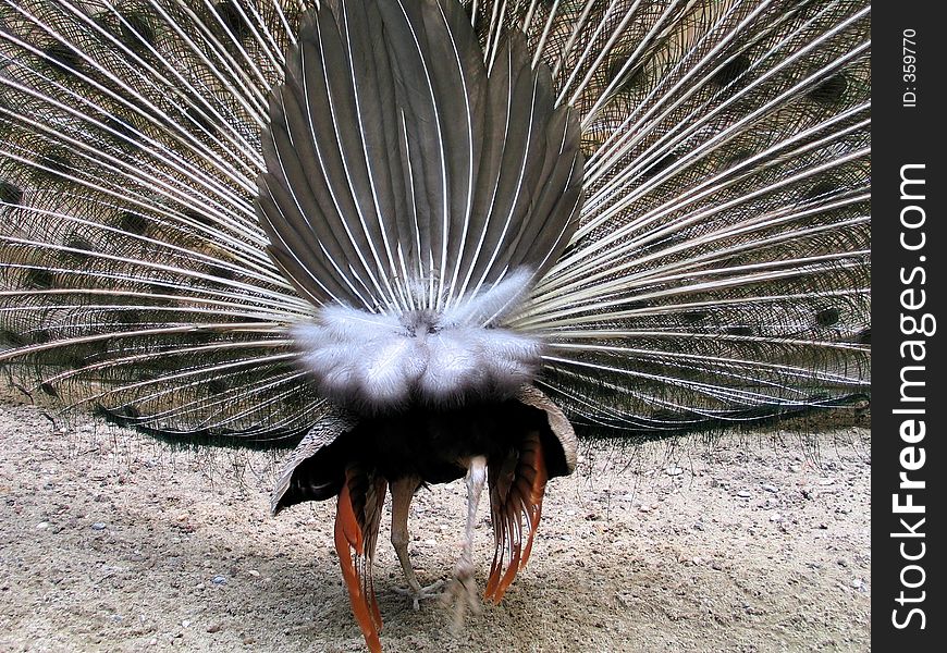 Angry peacock