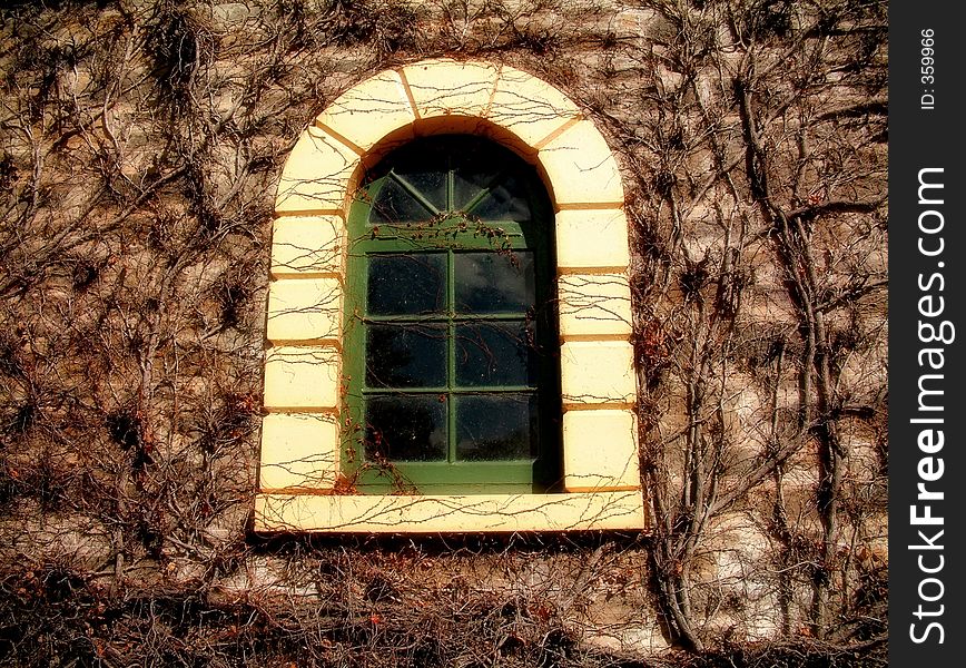 An old vine covered window. An old vine covered window