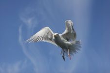 Seagull In The Sky Royalty Free Stock Images
