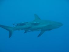 Grey Reef Shark Stock Images