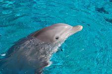 Dolphin Royalty Free Stock Image Dolphin Royalty Free Stock Image