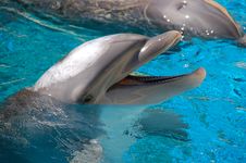 Dolphin Royalty Free Stock Photo Dolphin Royalty Free Stock Photo