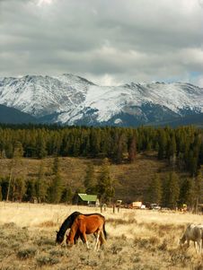 Colorado Mountains And Horses Stock Image Colorado Mountains And Horses Stock Image
