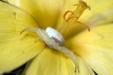 Crab Spider On Flower Stock Photography