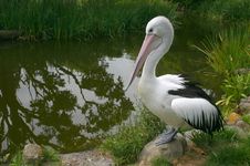 Lonely Pelican At The Pond. Stock Images Lonely Pelican At The Pond. Stock Images