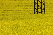 Yellow Field Stock Image Yellow Field Stock Image