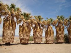 Zzyzx - Mojave Nat. Preserve Stock Photography Zzyzx - Mojave Nat. Preserve Stock Photography