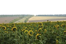 Sunflowers And Road Stock Images Sunflowers And Road Stock Images
