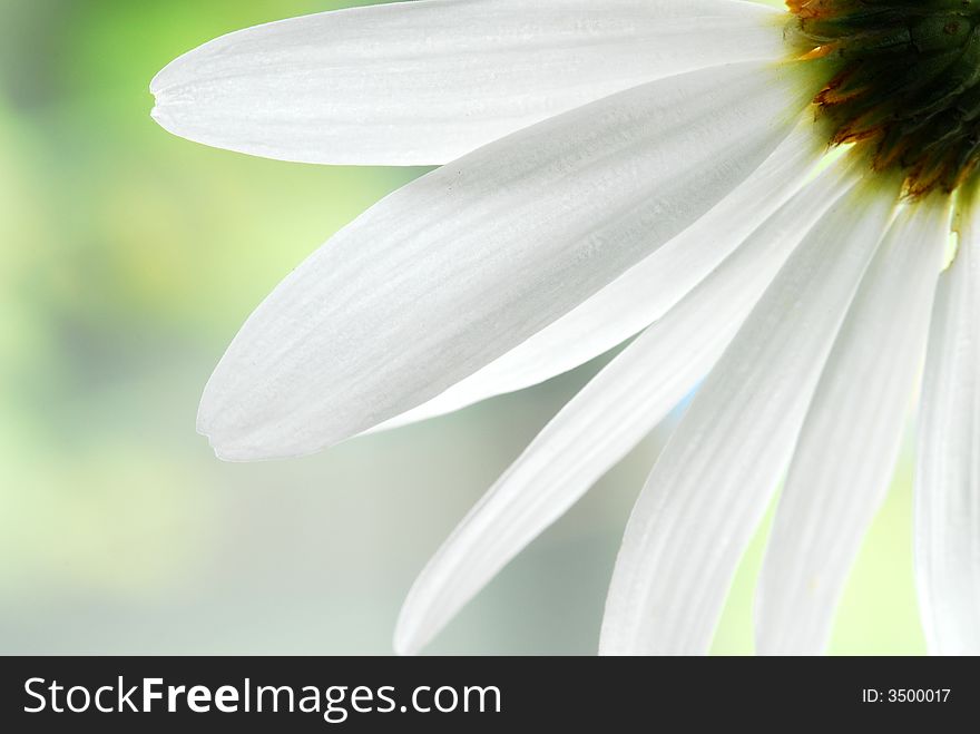 Close up of white daisy petals