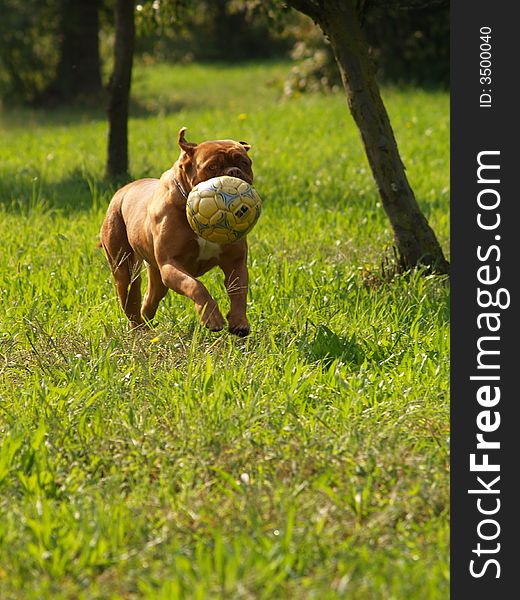 A race carefree in the fields with a ball in the mouth. A race carefree in the fields with a ball in the mouth