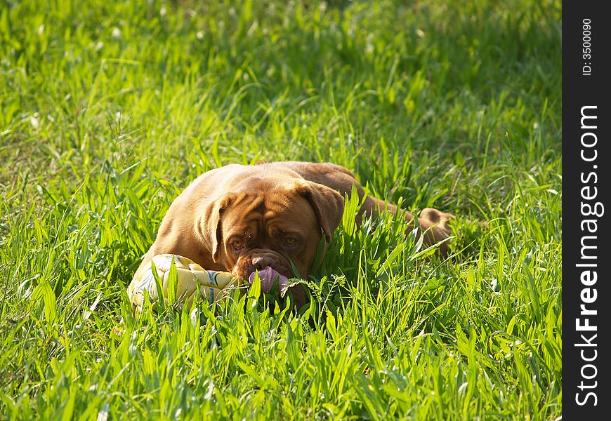 Dog the bordeaux Lying on grass. Dog the bordeaux Lying on grass