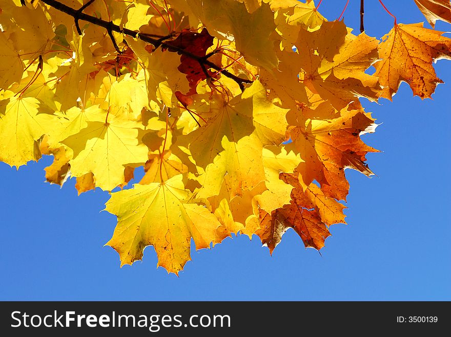 Branch of tree with yellow leaves against blue sky