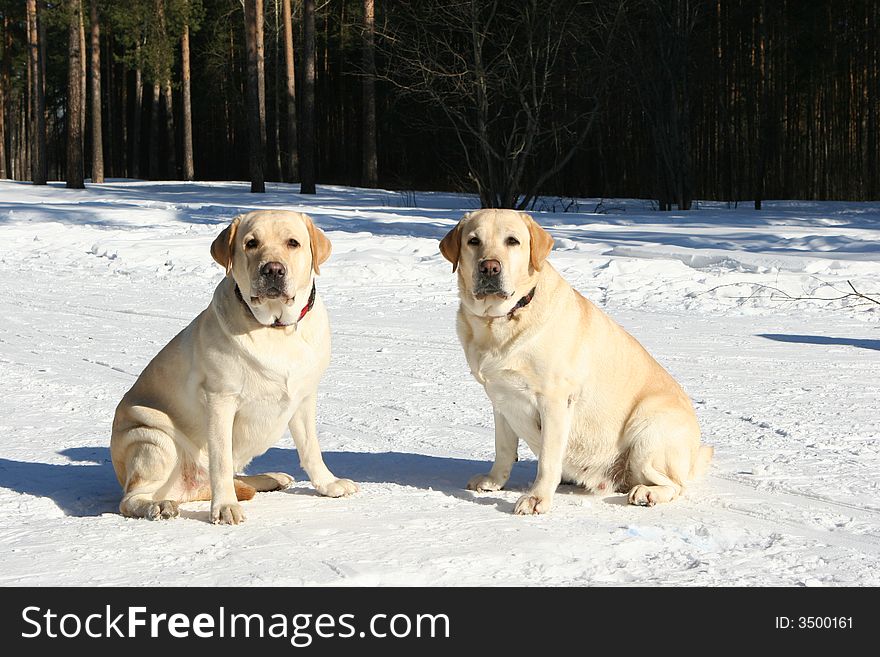 Pedigree dogs sitting on the snow. Pedigree dogs sitting on the snow