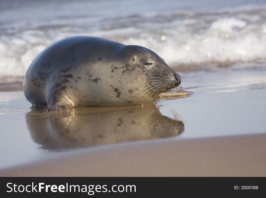 Grey Atlantic Seal on the beach at Donna Nook, Lincolnshire, England.