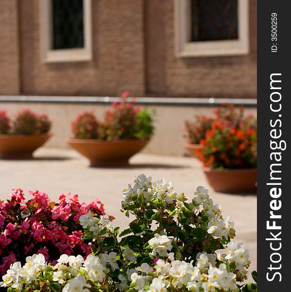 Flowerpot in the garden, Capri, Italy