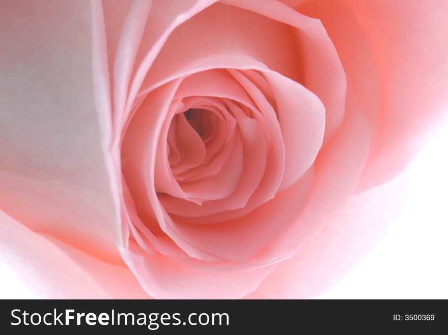 Close up of pink rose on white background